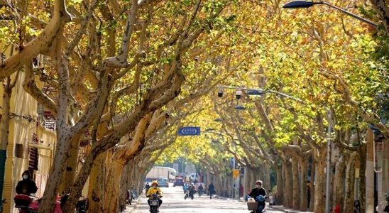 Thượng Hải tháng 12 có thời tiết lạnh ẩm