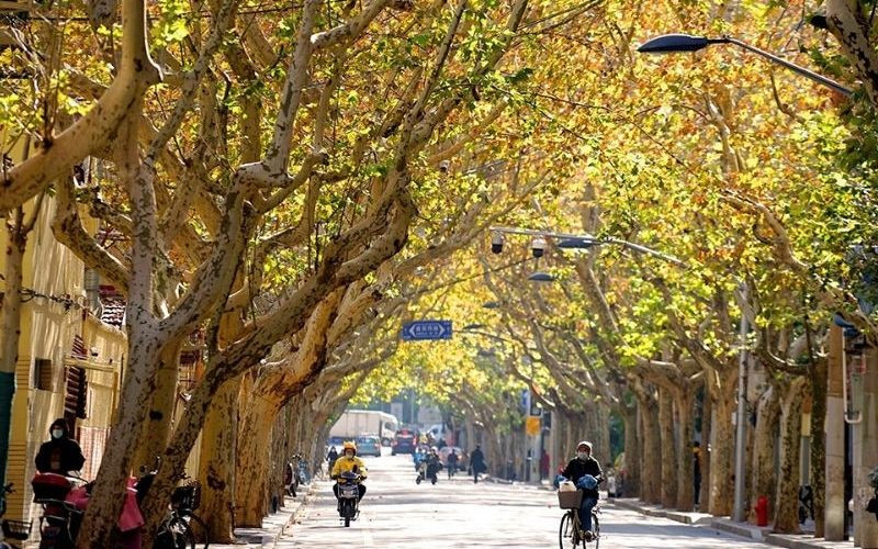 Thượng Hải tháng 12 có thời tiết lạnh ẩm