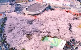 Giữa lòng Thượng Hải hiện đại, anh đào vẫn nở rộ đầy lãng mạn