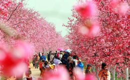 Thành phố Côn Minh với hoa rực rỡ quanh năm