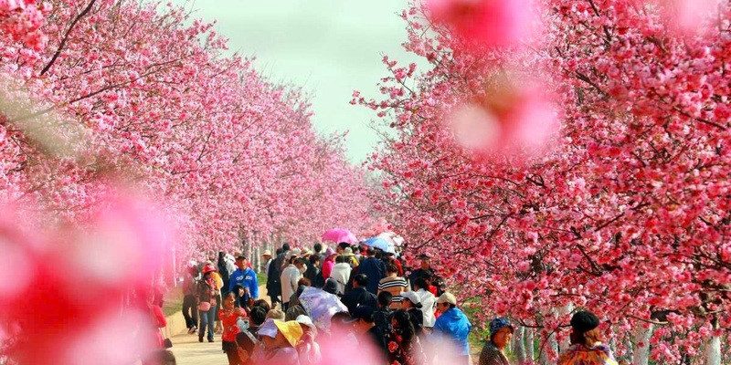 Thành phố Côn Minh với hoa rực rỡ quanh năm