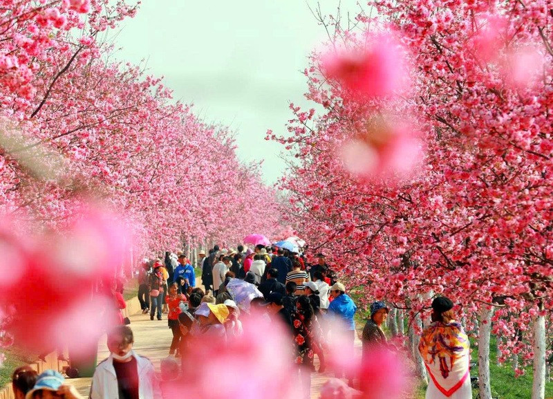 Thành phố Côn Minh với hoa rực rỡ quanh năm Thành phố Côn Minh với hoa rực rỡ quanh năm