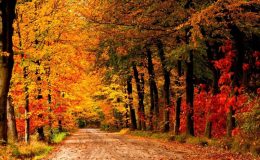 Khung cảnh rừng thu nhuộm màu cam đỏ