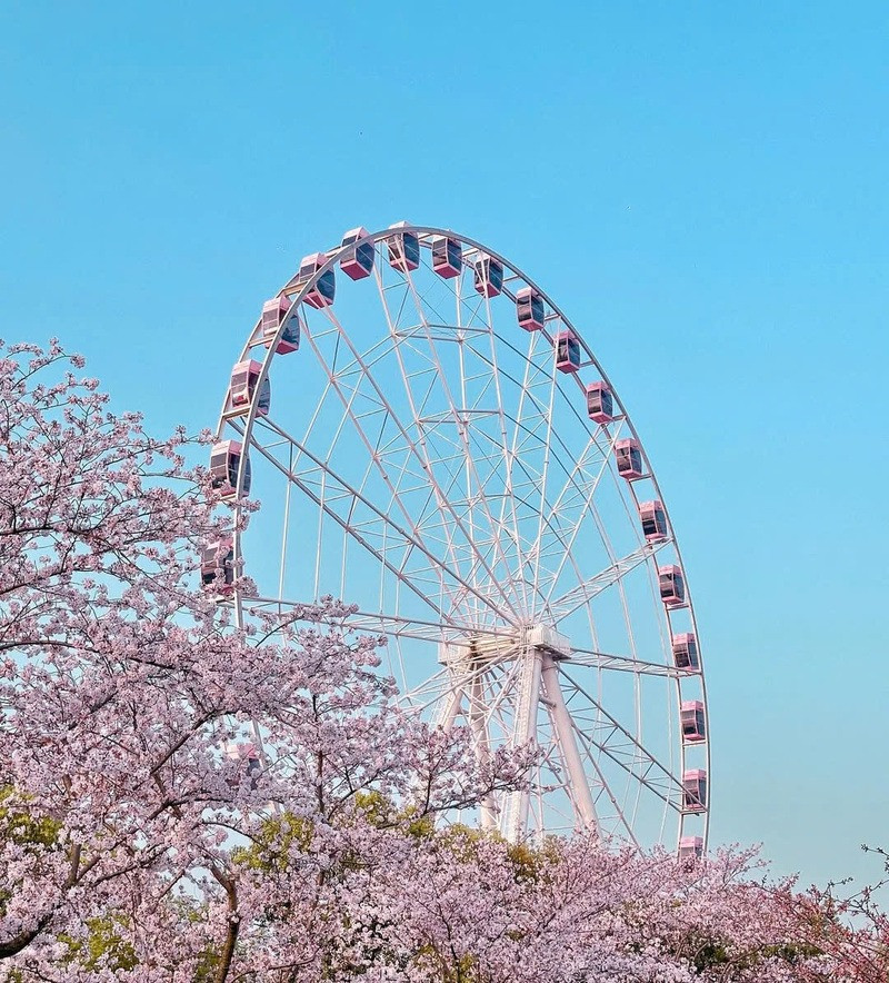 Công viên Gucun rực rỡ sắc hồng tháng 4