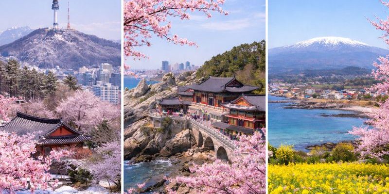 Thời tiết Hàn Quốc tháng 3 không quá lạnh, thuận lợi du lịch