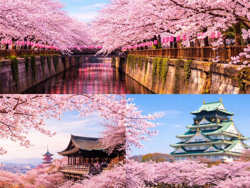 Cuối tháng 3 - đầu tháng 4 là thời điểm hoa anh đào nở rộ đẹp nhất tại Tokyo, Kyoto và Osaka Cuối tháng 3 - đầu tháng 4 là thời điểm hoa anh đào nở rộ đẹp nhất tại Tokyo, Kyoto và Osaka