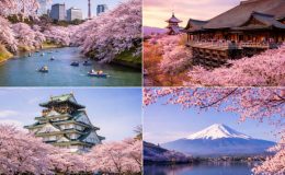 Hoa anh đào Nhật Bản nở rộ nhất từ cuối tháng 3 đến đầu tháng 4