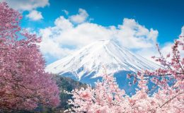 Vì sao nên ngắm anh đào view núi Phú Sĩ một lần trong đời?