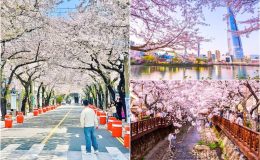 Du lịch Hàn Quốc tháng 4 mùa hoa anh đào