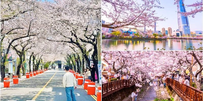 Du lịch Hàn Quốc tháng 4 mùa hoa anh đào
