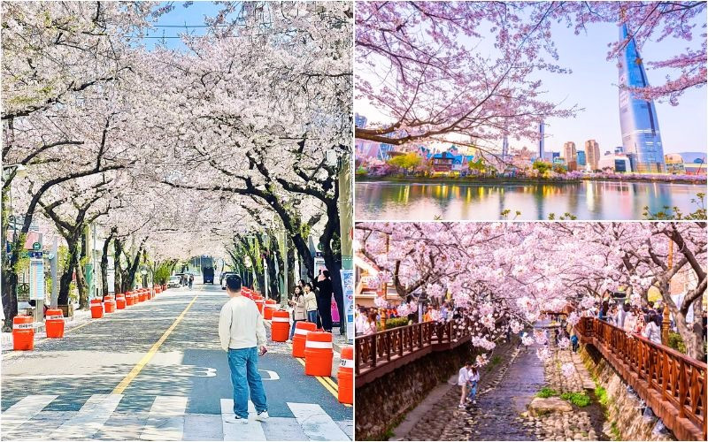 Du lịch Hàn Quốc tháng 4 mùa hoa anh đào