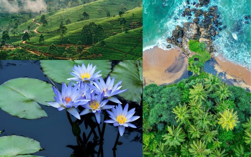 Sri Lanka là điểm đến nổi bật của du lịch châu Á