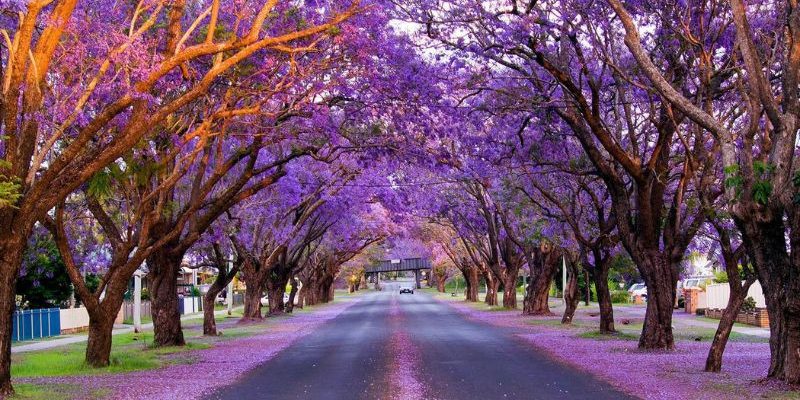 Sắc tím Jacaranda phủ kín những góc phố nước Úc